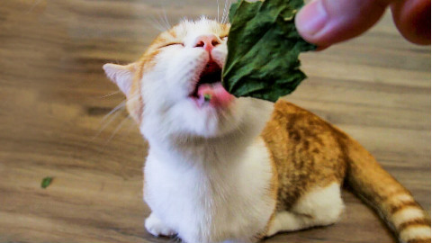 小橘猫初次吃猫薄荷,一脸迷醉爽不停,吸飘了居然敢打大哥!